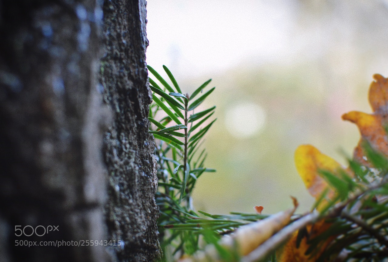 Nikon D3200 + Nikon AF-S DX Nikkor 35mm F1.8G sample photo. *** photography