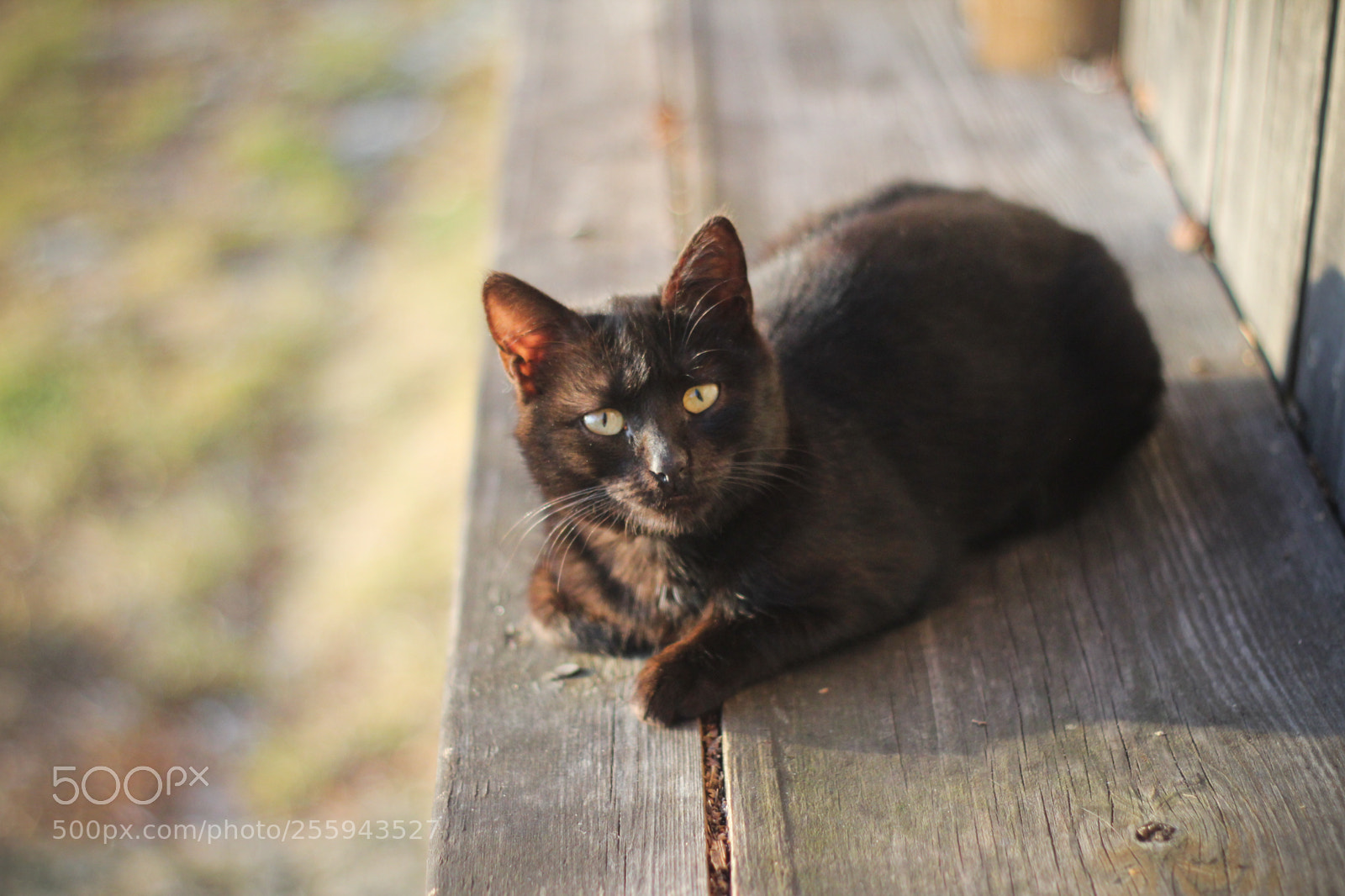 Canon EOS 600D (Rebel EOS T3i / EOS Kiss X5) sample photo. Sad cat photography