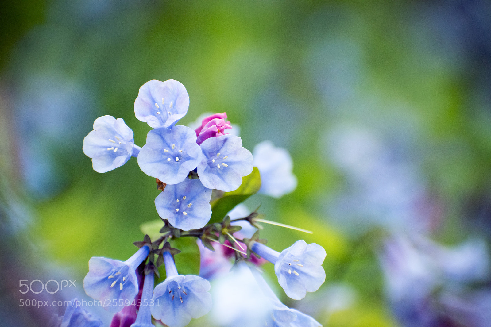 Nikon D5500 sample photo. Virginia bluebells photography