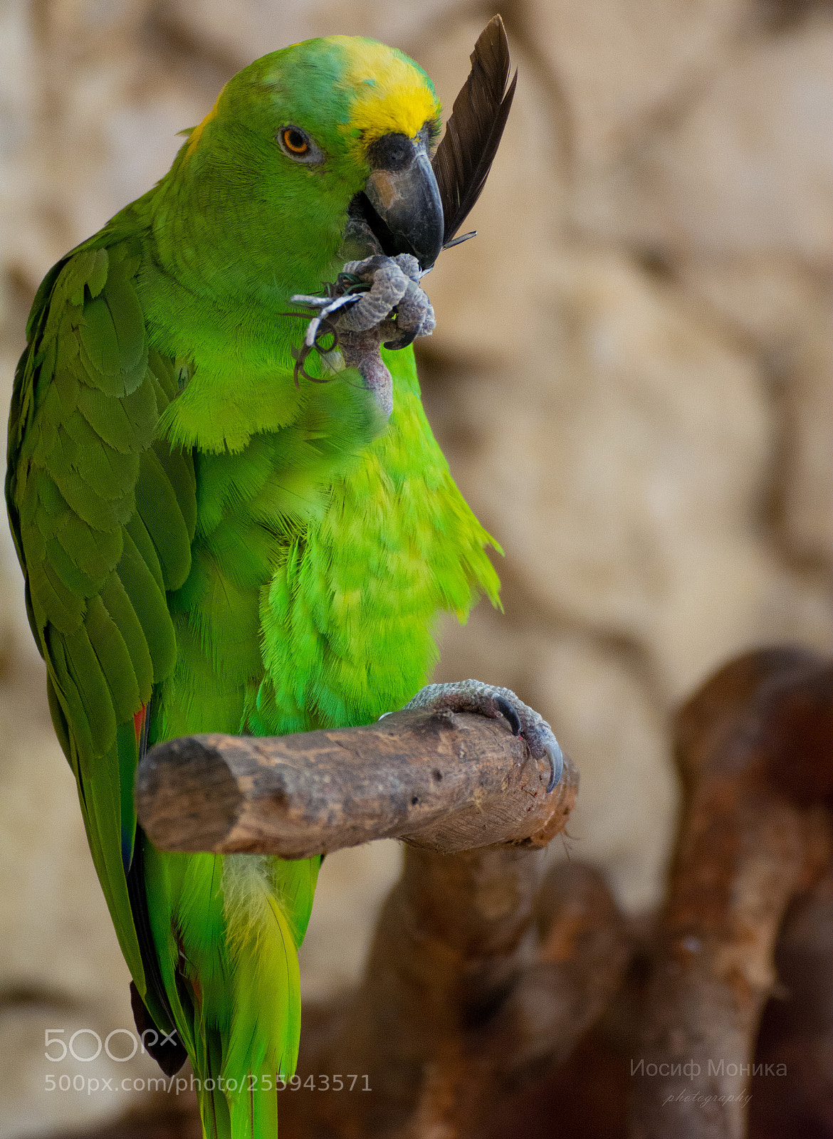 Nikon D5200 sample photo. Parrot photography