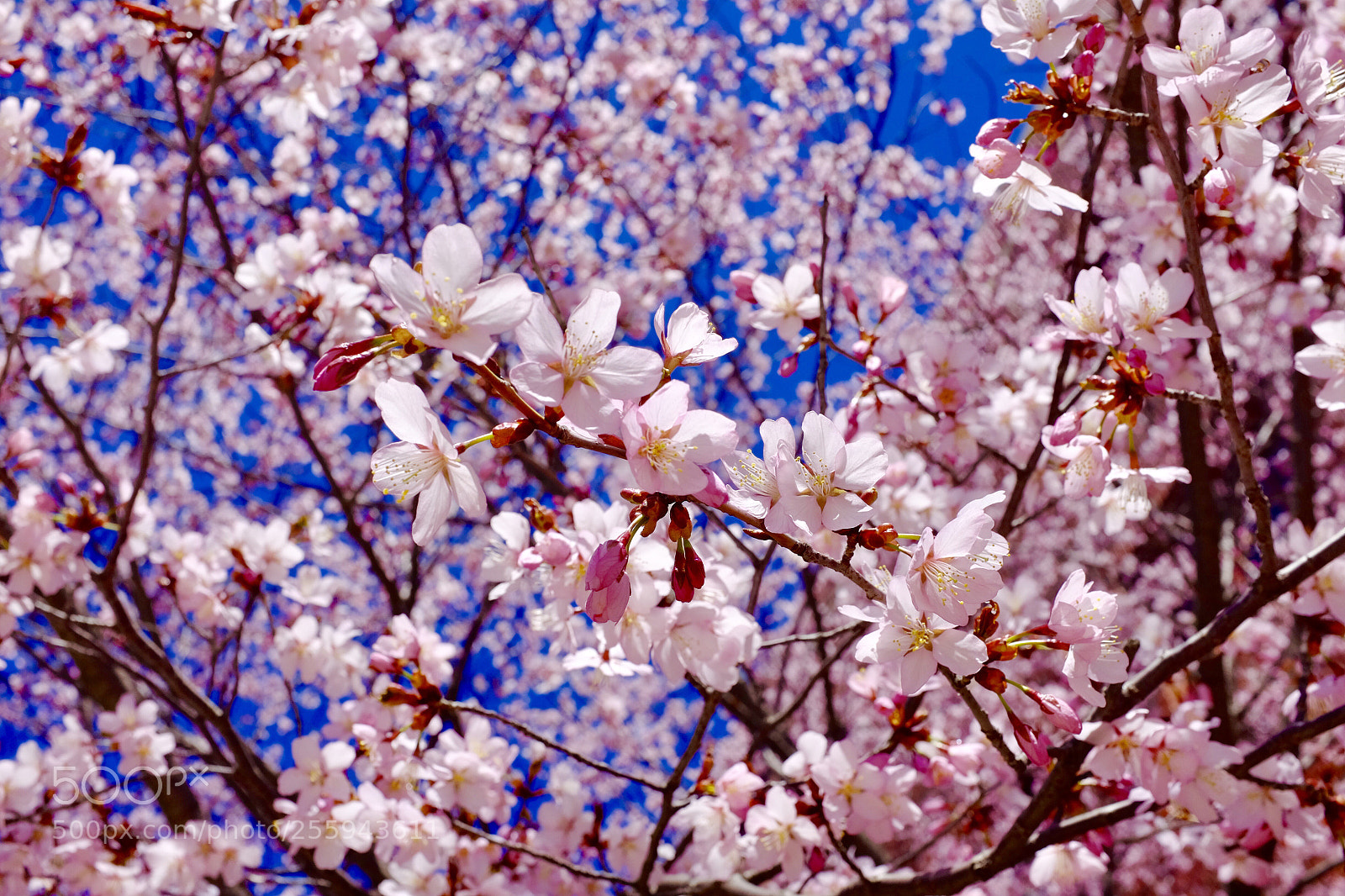 Fujifilm X100S sample photo. Spring, is that you?  photography