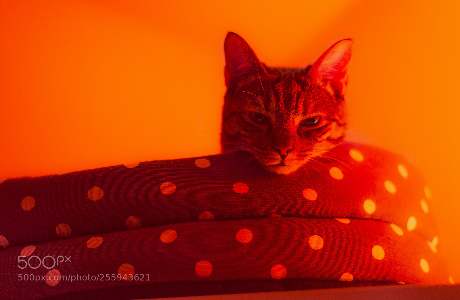 Nikon D600 sample photo. Voulez-vous coucher avec moi? photography