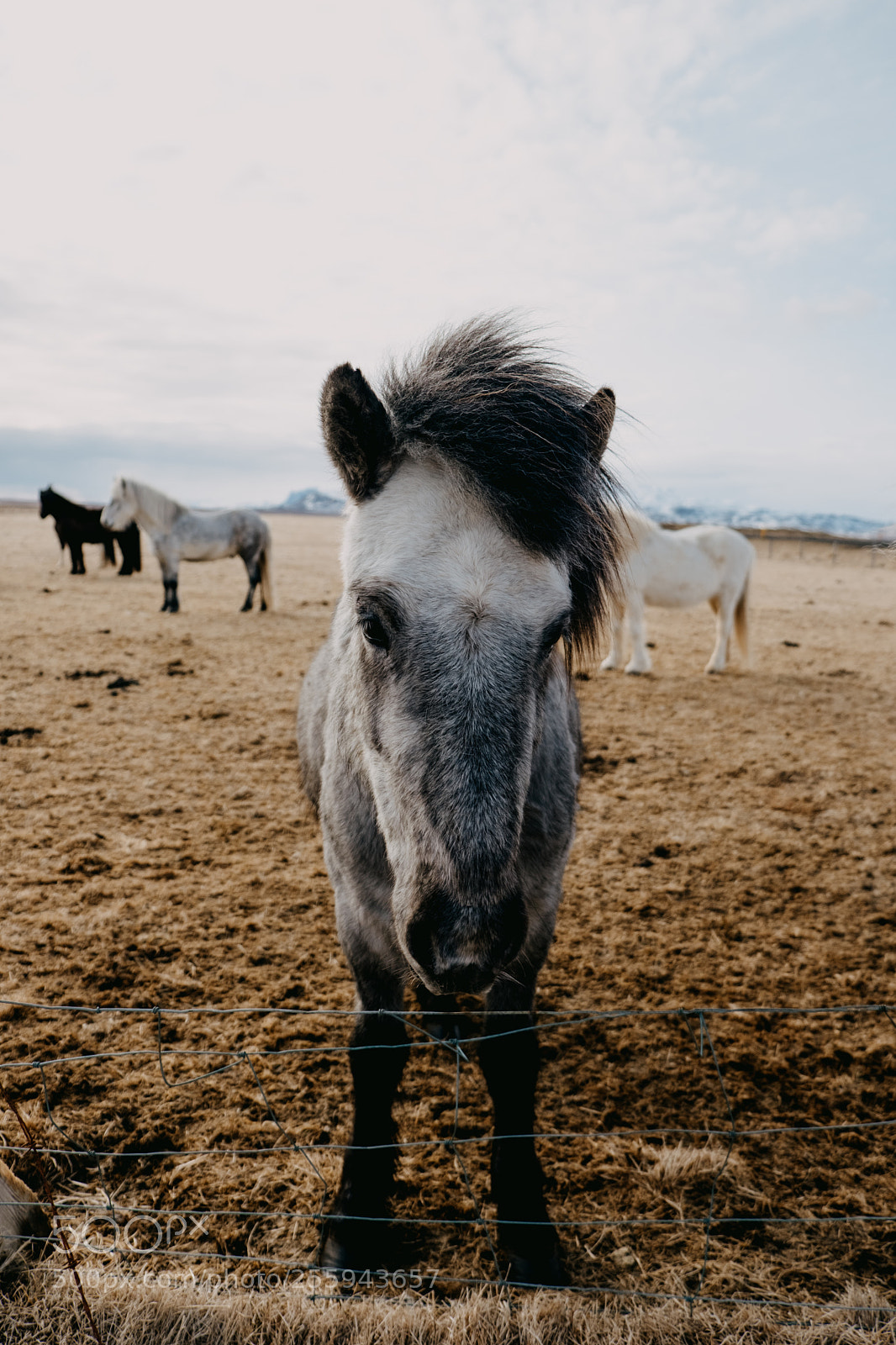 Fujifilm X-T2 sample photo. Horses of iceland photography