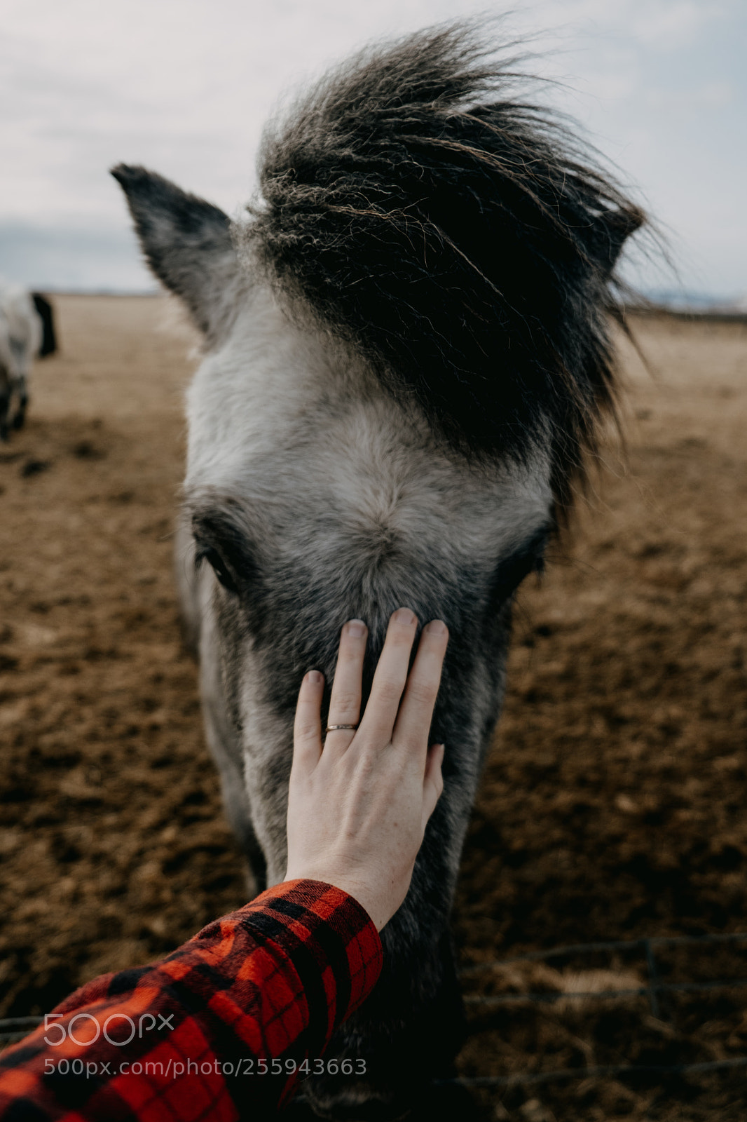 Fujifilm X-T2 sample photo. Horses of iceland photography