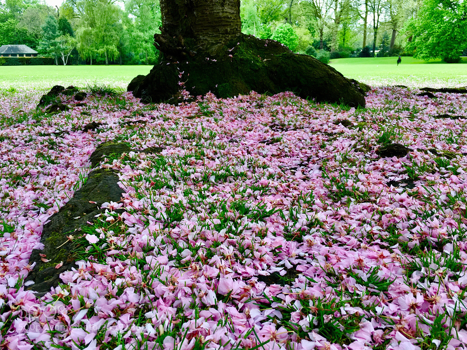 Apple iPhone 6s sample photo. Cherry blossom photography