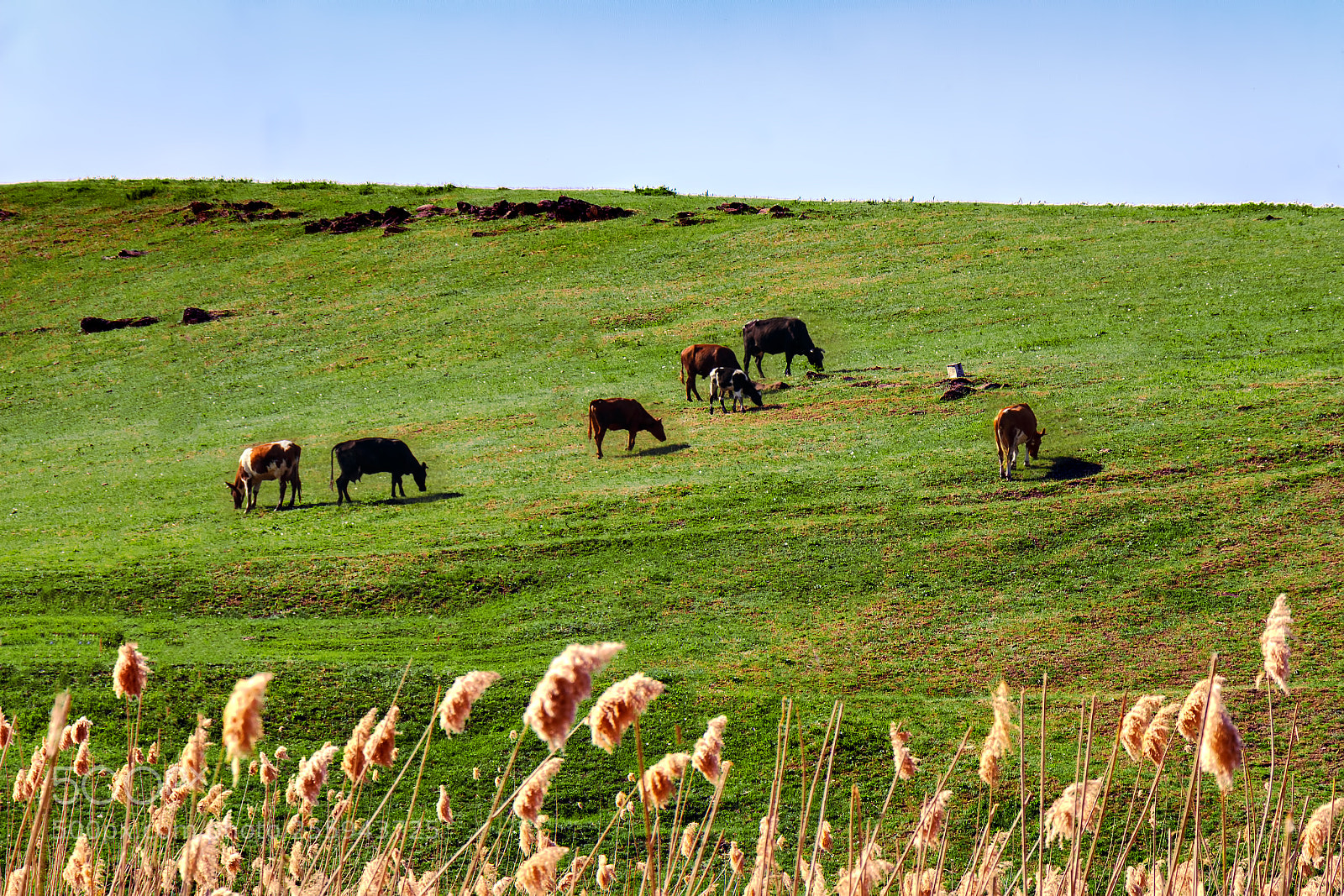 Canon EOS 700D (EOS Rebel T5i / EOS Kiss X7i) sample photo. Cows graze on a photography