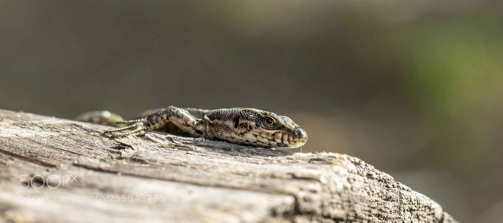 Canon EOS 7D Mark II sample photo. Lizard photography