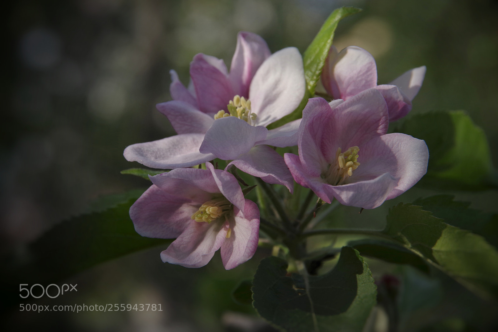 Pentax K-70 sample photo. Apples photography