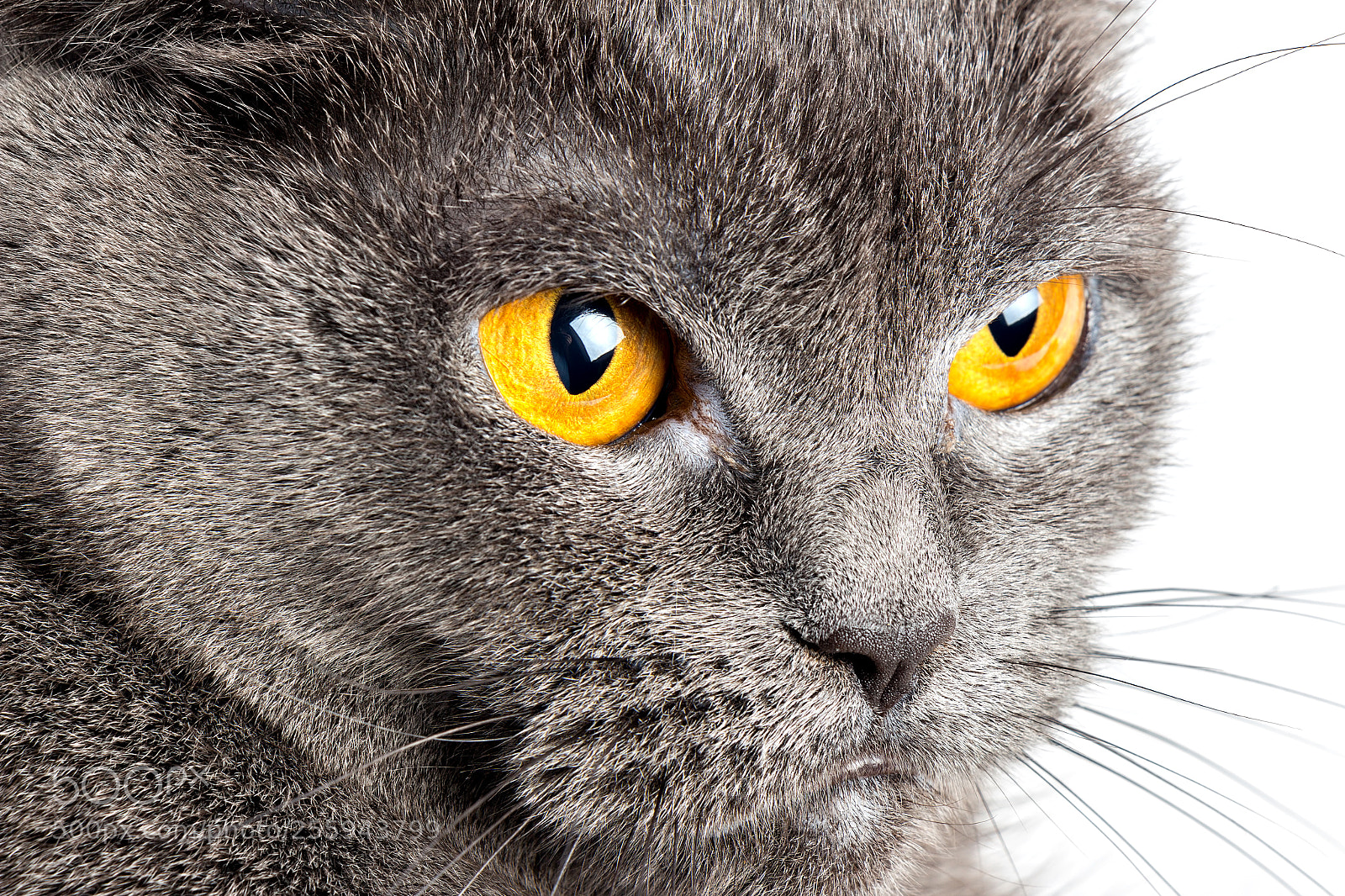 Canon EOS 700D (EOS Rebel T5i / EOS Kiss X7i) sample photo. Serious british gray cat photography