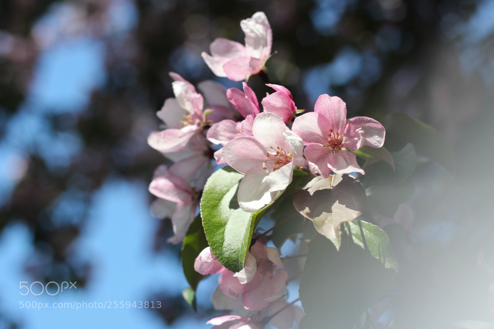 Canon EOS 600D (Rebel EOS T3i / EOS Kiss X5) sample photo. Khanami photography