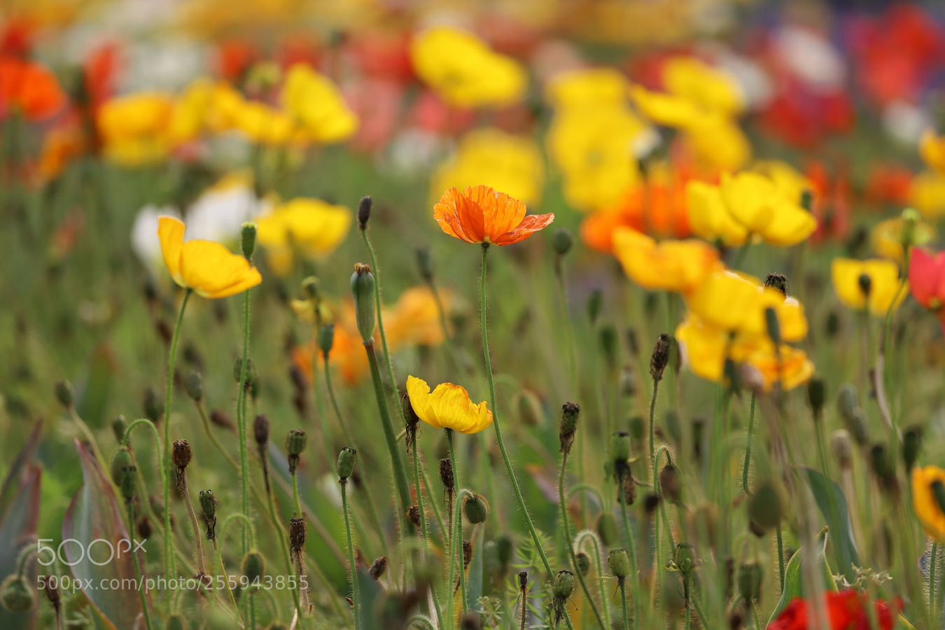 Canon EOS 6D Mark II sample photo. Untitled photography