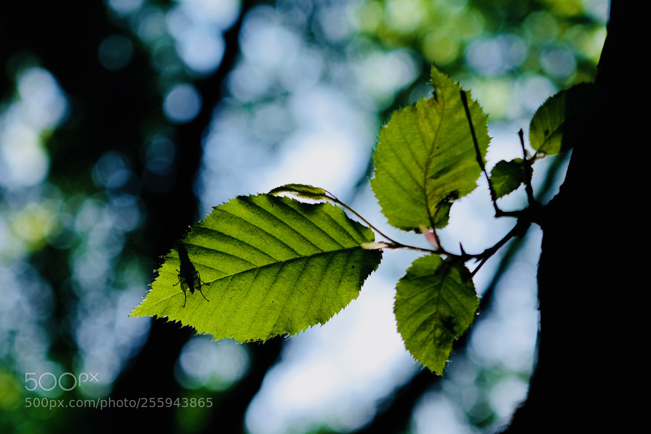 Fujifilm X-E3 sample photo. Life photography