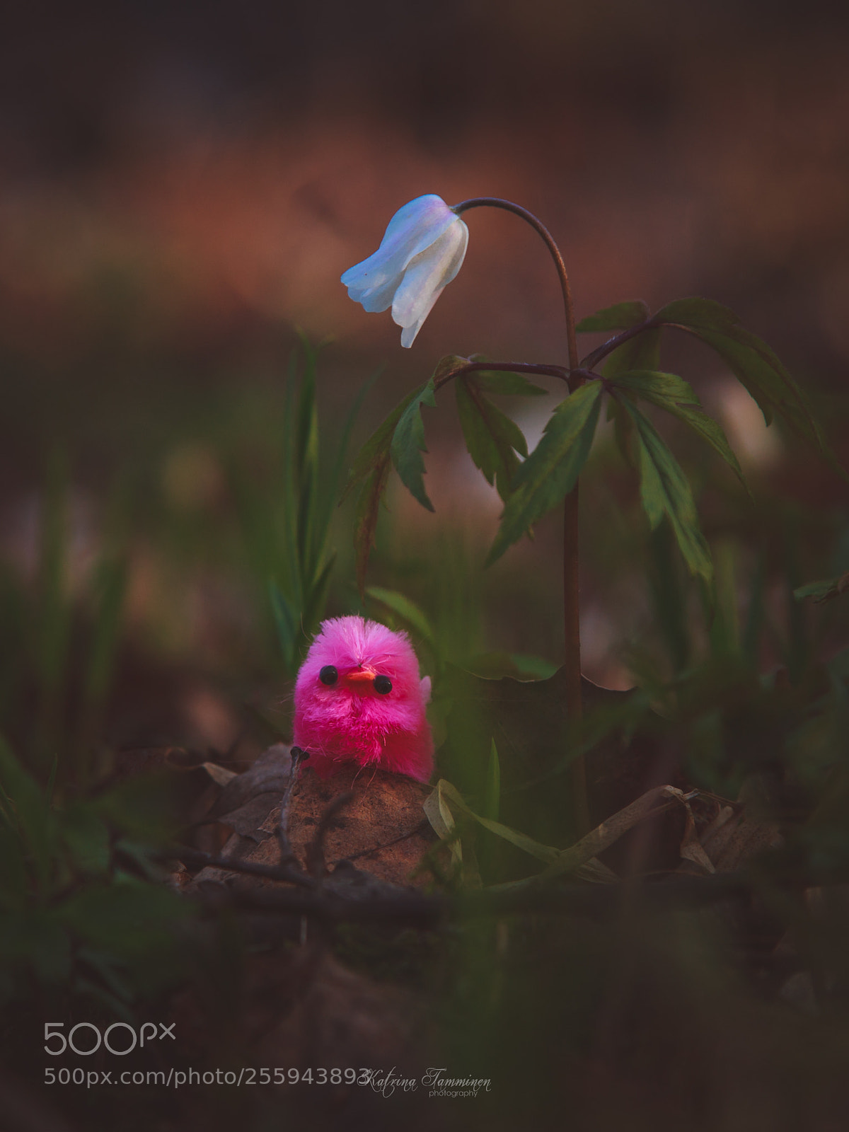 Canon EOS 6D sample photo. Small chick in a photography