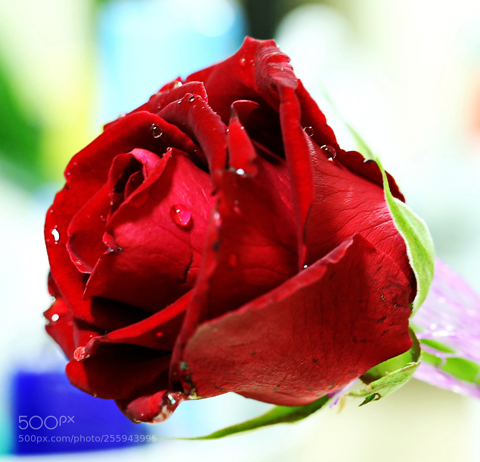 Canon EOS 6D sample photo. A beautiful red rose... photography