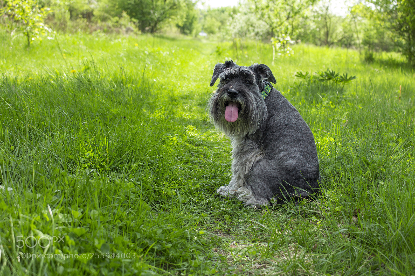 Canon EOS 700D (EOS Rebel T5i / EOS Kiss X7i) sample photo. My dear schnauzer photography