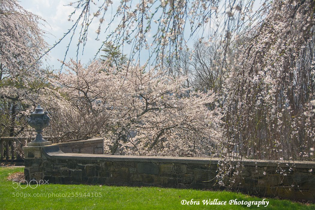 Nikon D7100 sample photo. Trees at skyland botanical photography
