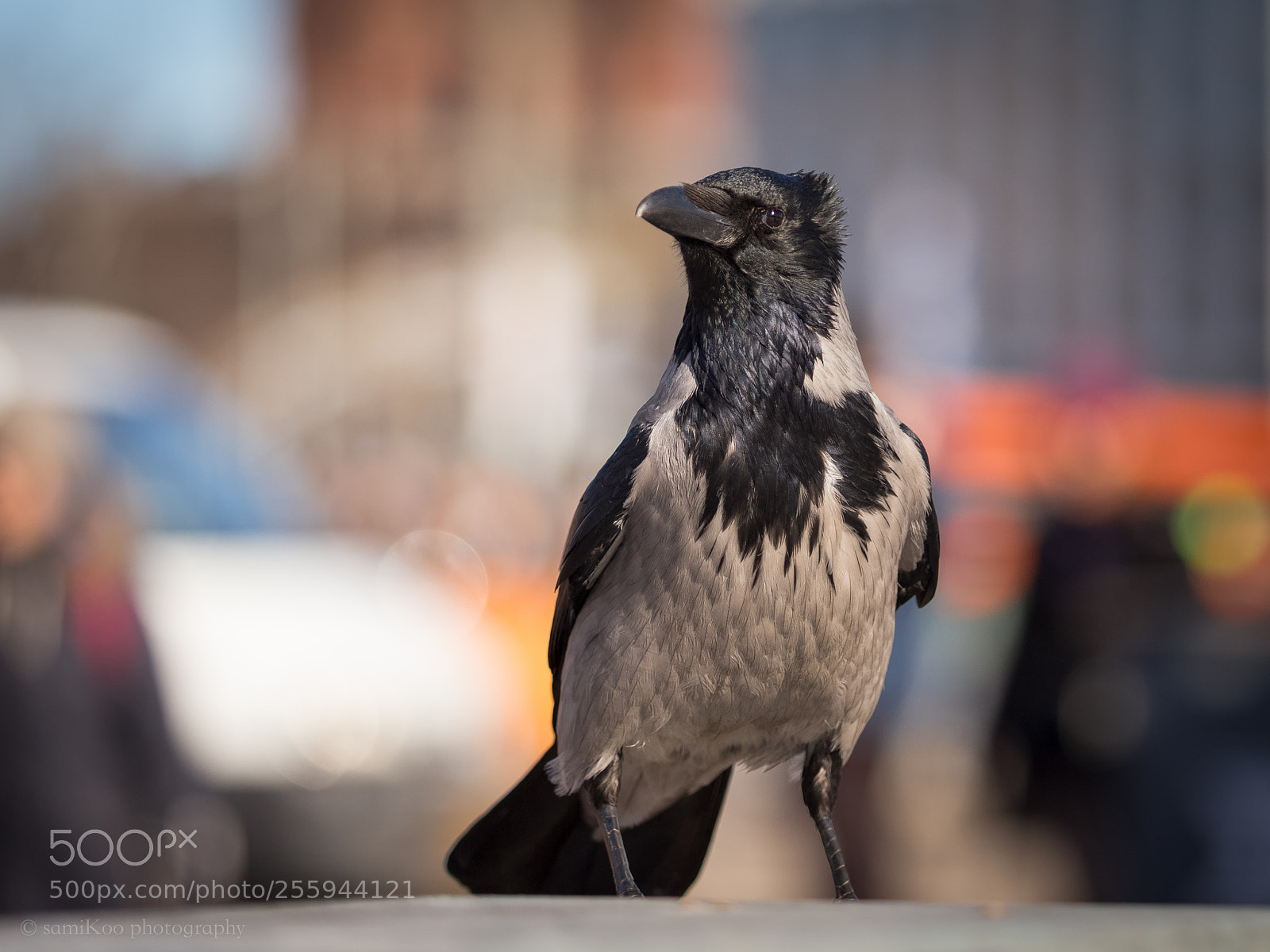 Canon EOS 6D sample photo. City bird photography