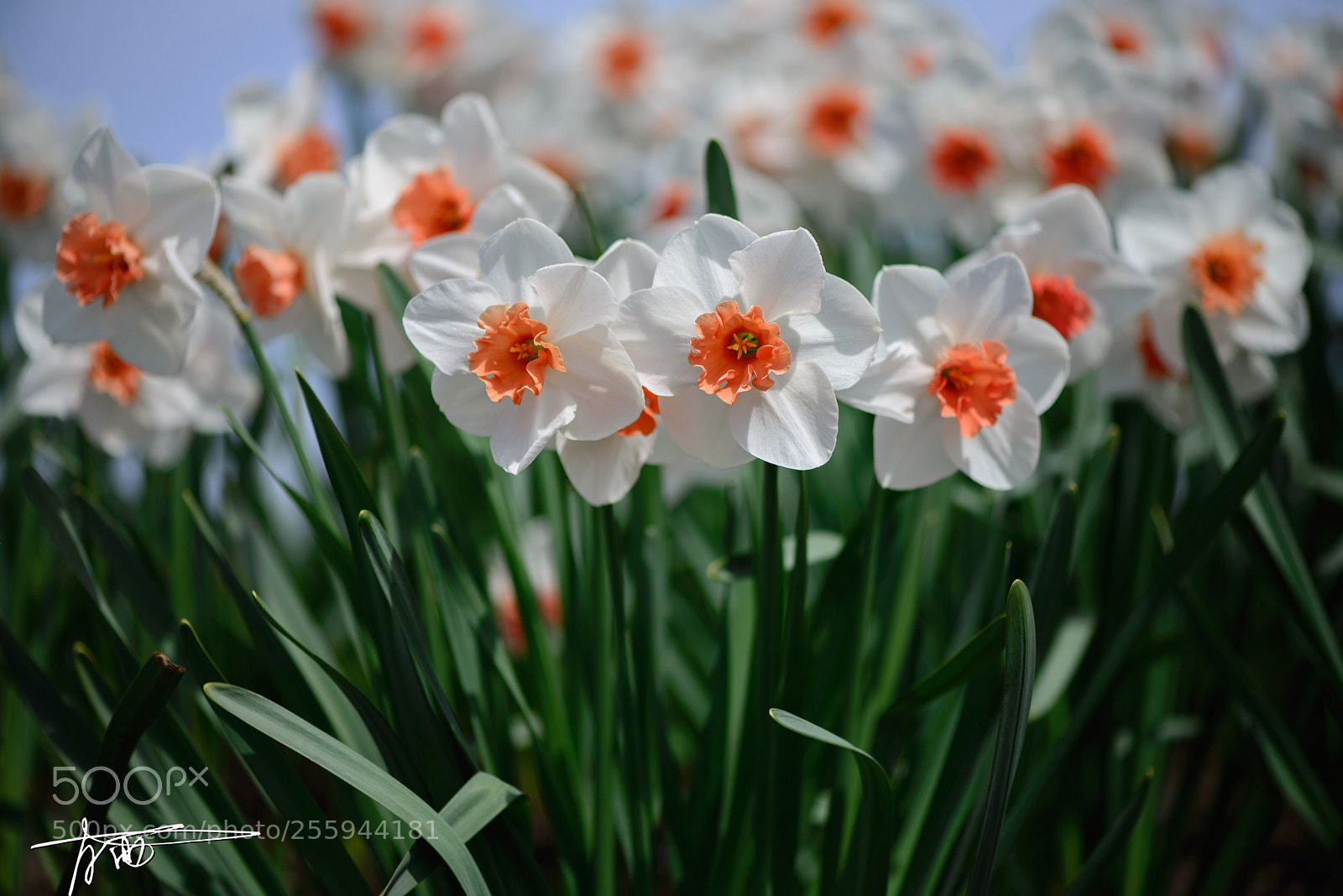 Nikon D610 sample photo. Narcissus photography
