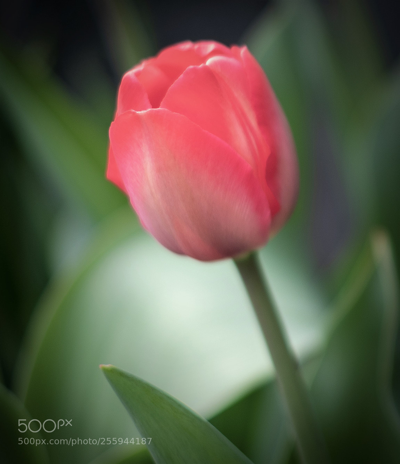 Fujifilm X-T2 sample photo. Dscf1815-3.jpg photography