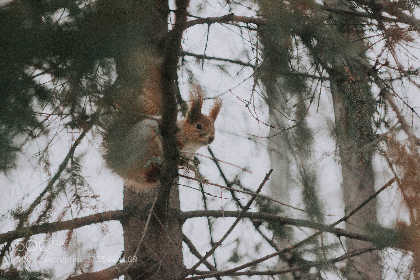 Canon EOS 600D (Rebel EOS T3i / EOS Kiss X5) sample photo. Squirrel photography