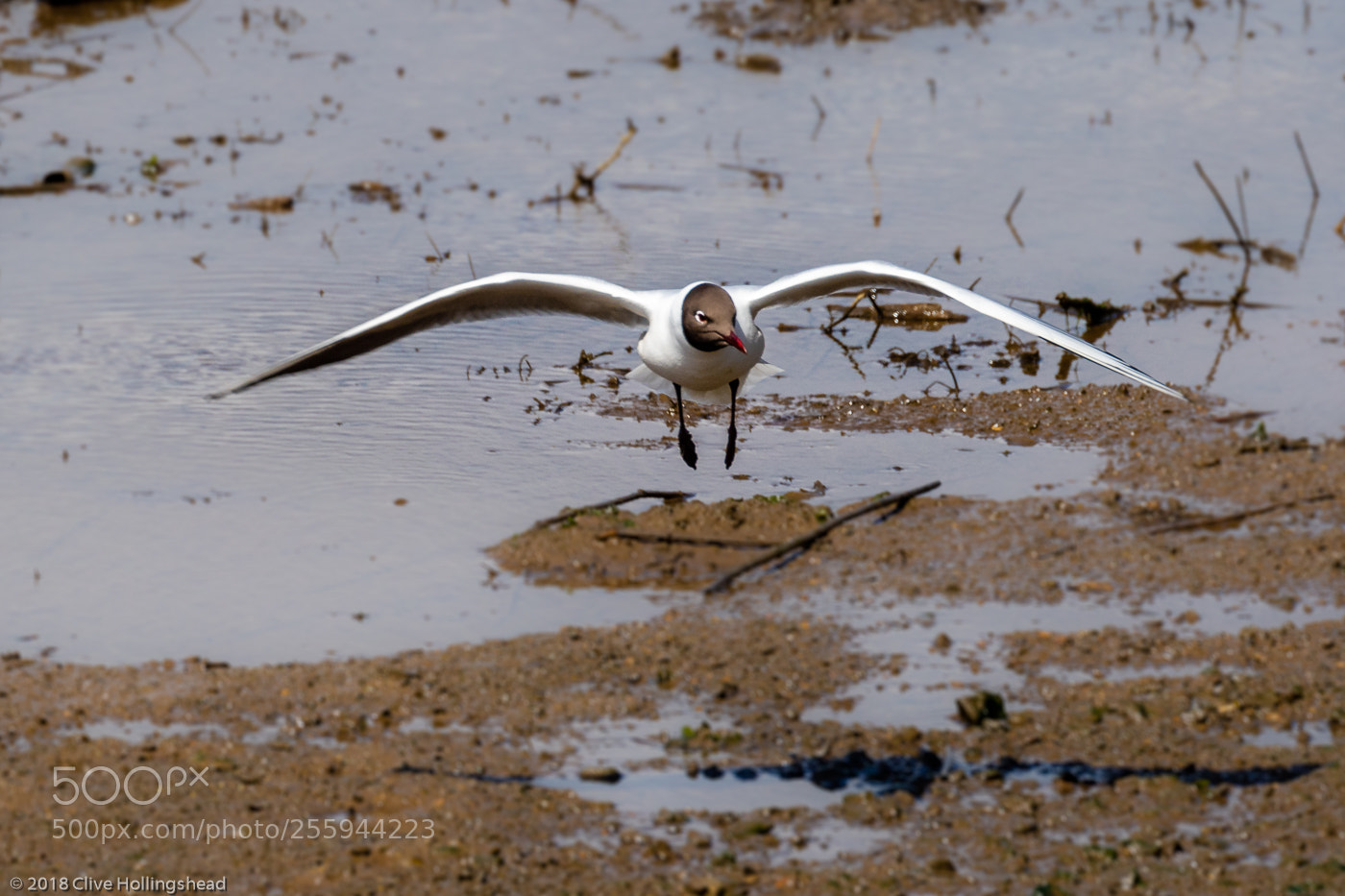 Canon EOS 7D Mark II sample photo. Landing gear down photography