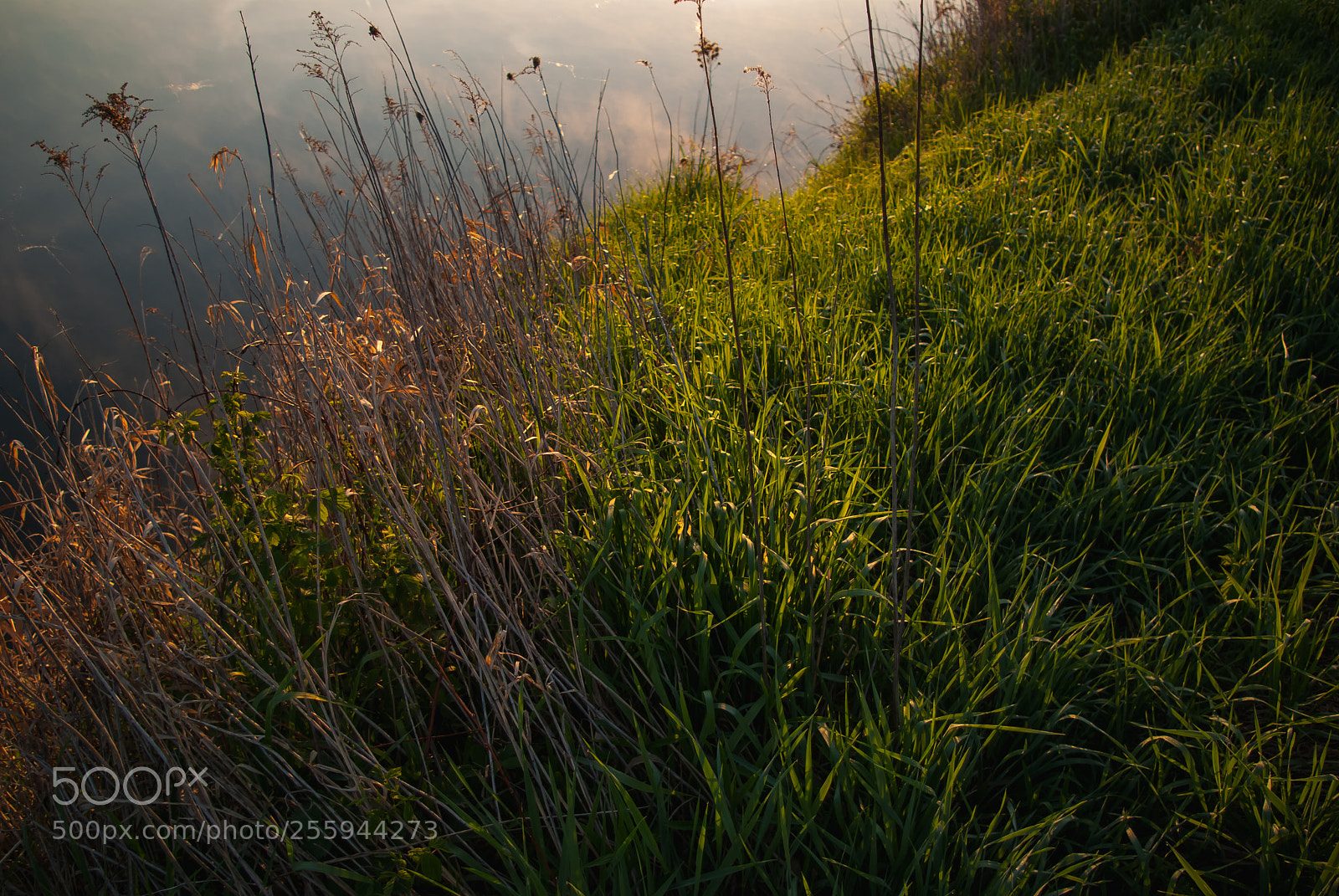 Pentax K10D sample photo. Grass in the sun photography