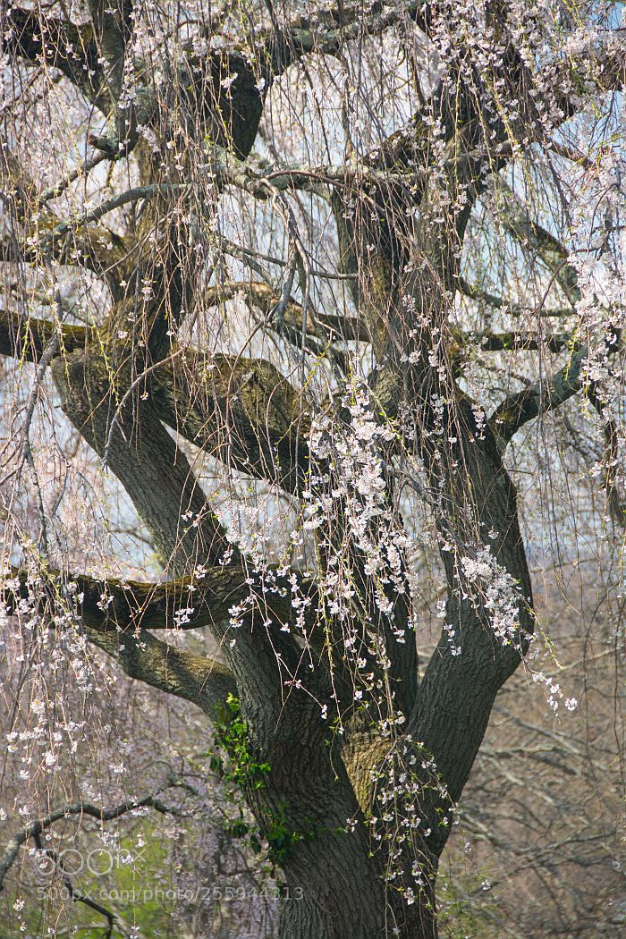 Nikon D7100 sample photo. Spring trees photography