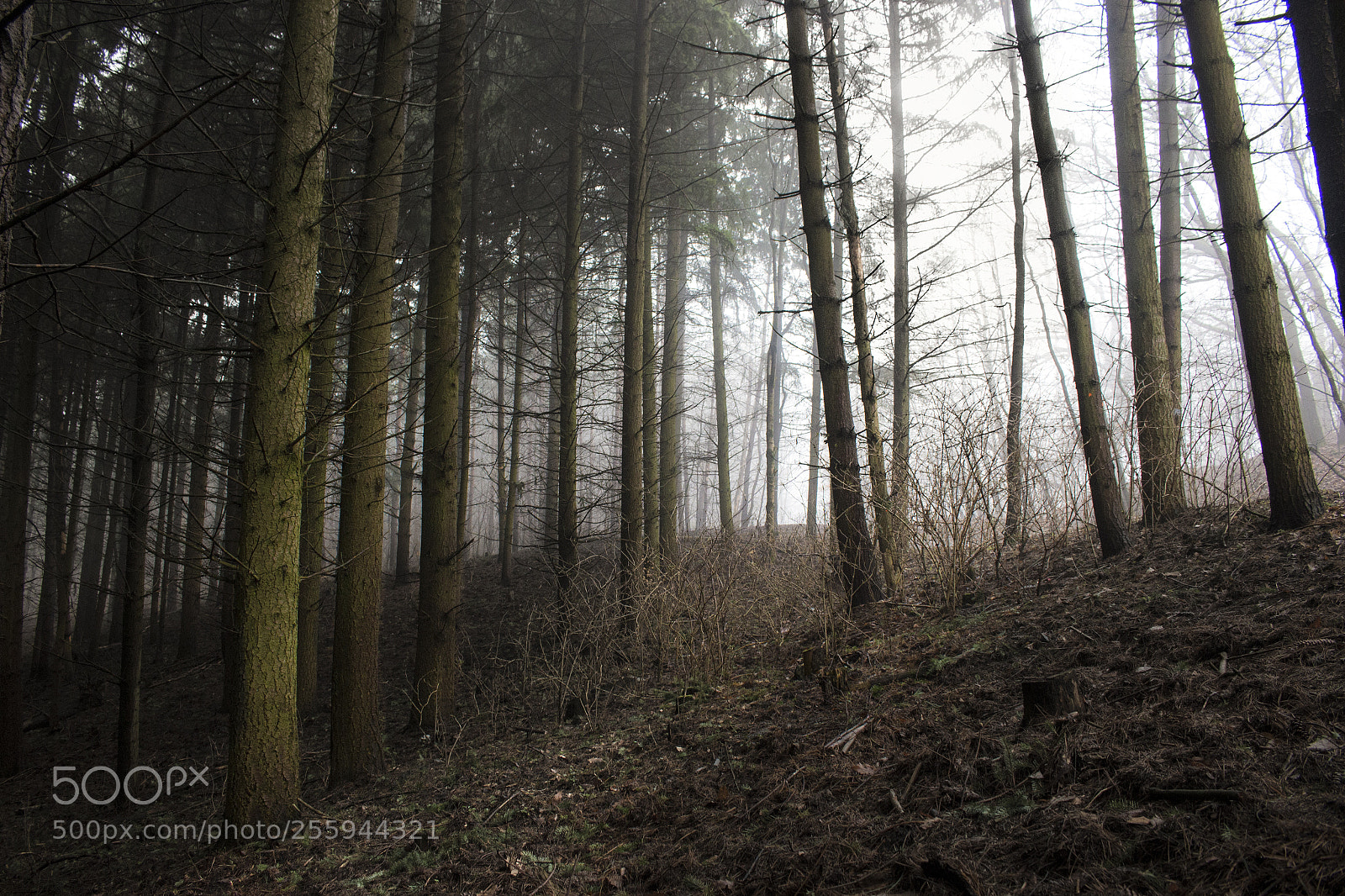Canon EOS 100D (EOS Rebel SL1 / EOS Kiss X7) sample photo. Deep in the forest photography