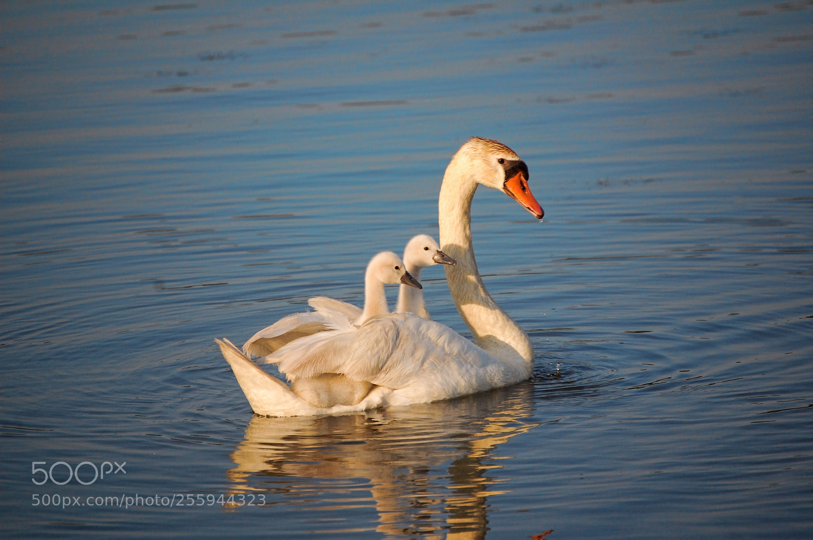 Nikon D50 sample photo. Swans photography