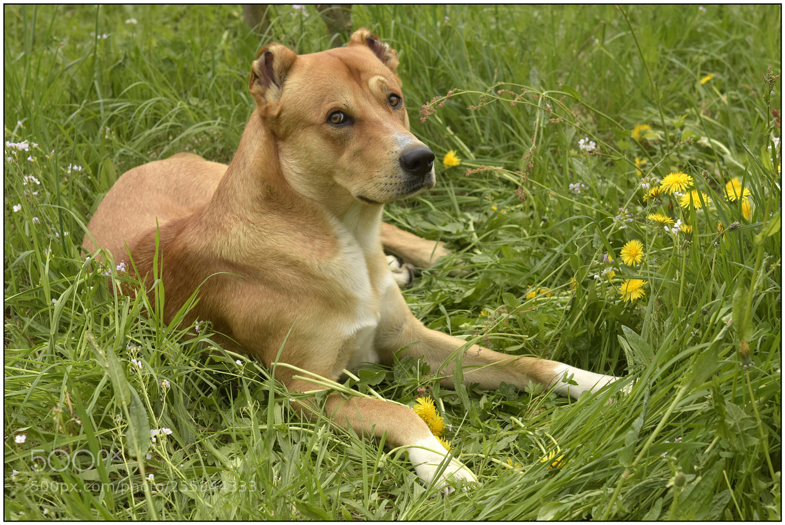 Nikon D3300 sample photo. The best vivo in photography