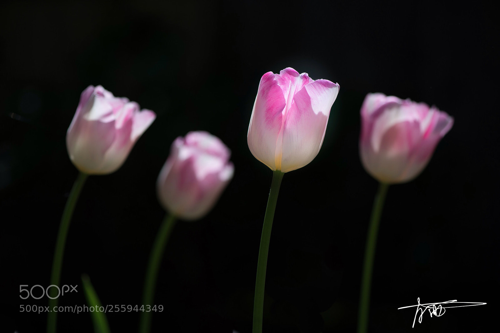 Nikon D610 sample photo. Tulips photography