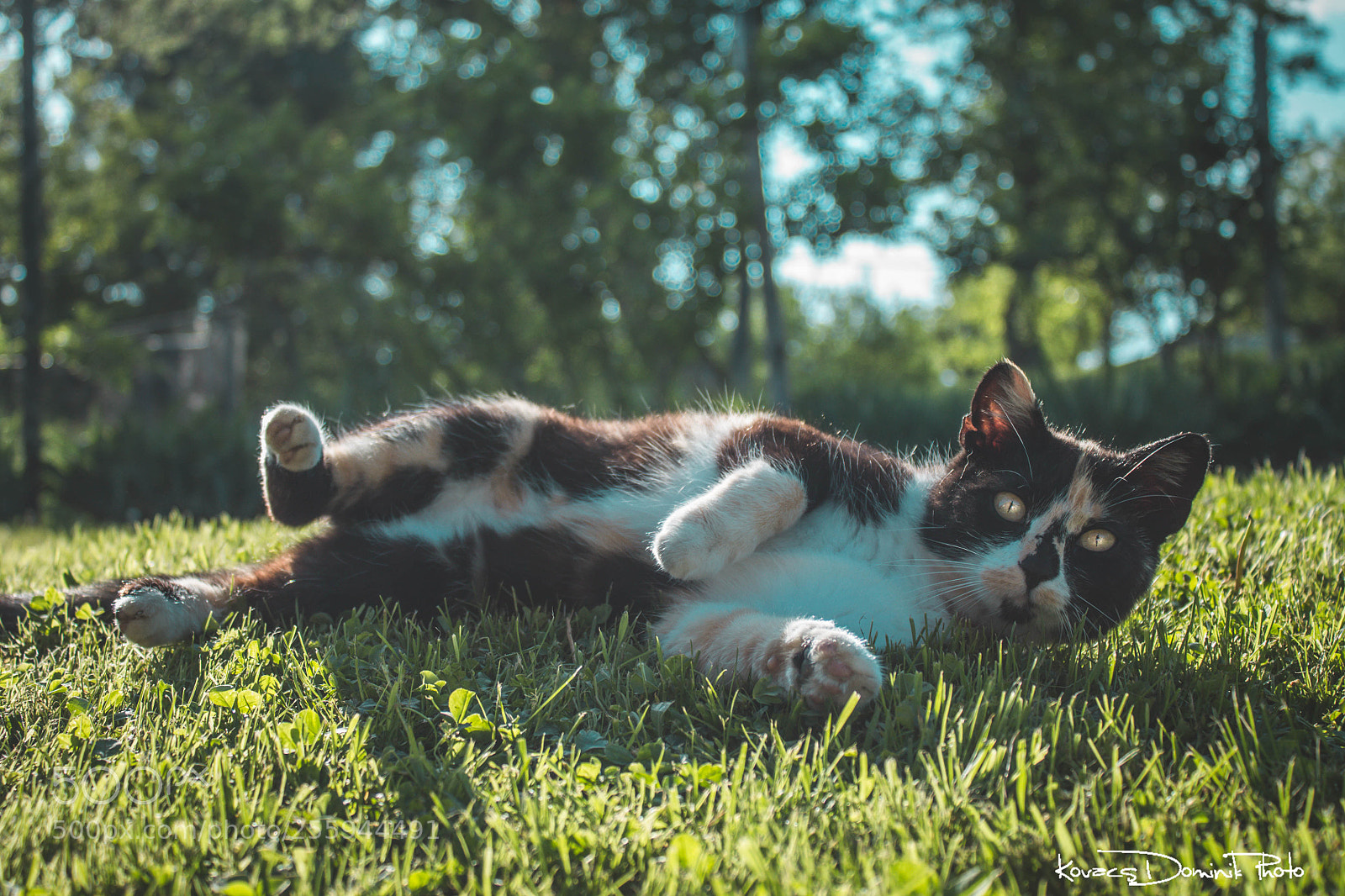 Canon EOS 1100D (EOS Rebel T3 / EOS Kiss X50) sample photo. Shoot now! *meow* photography