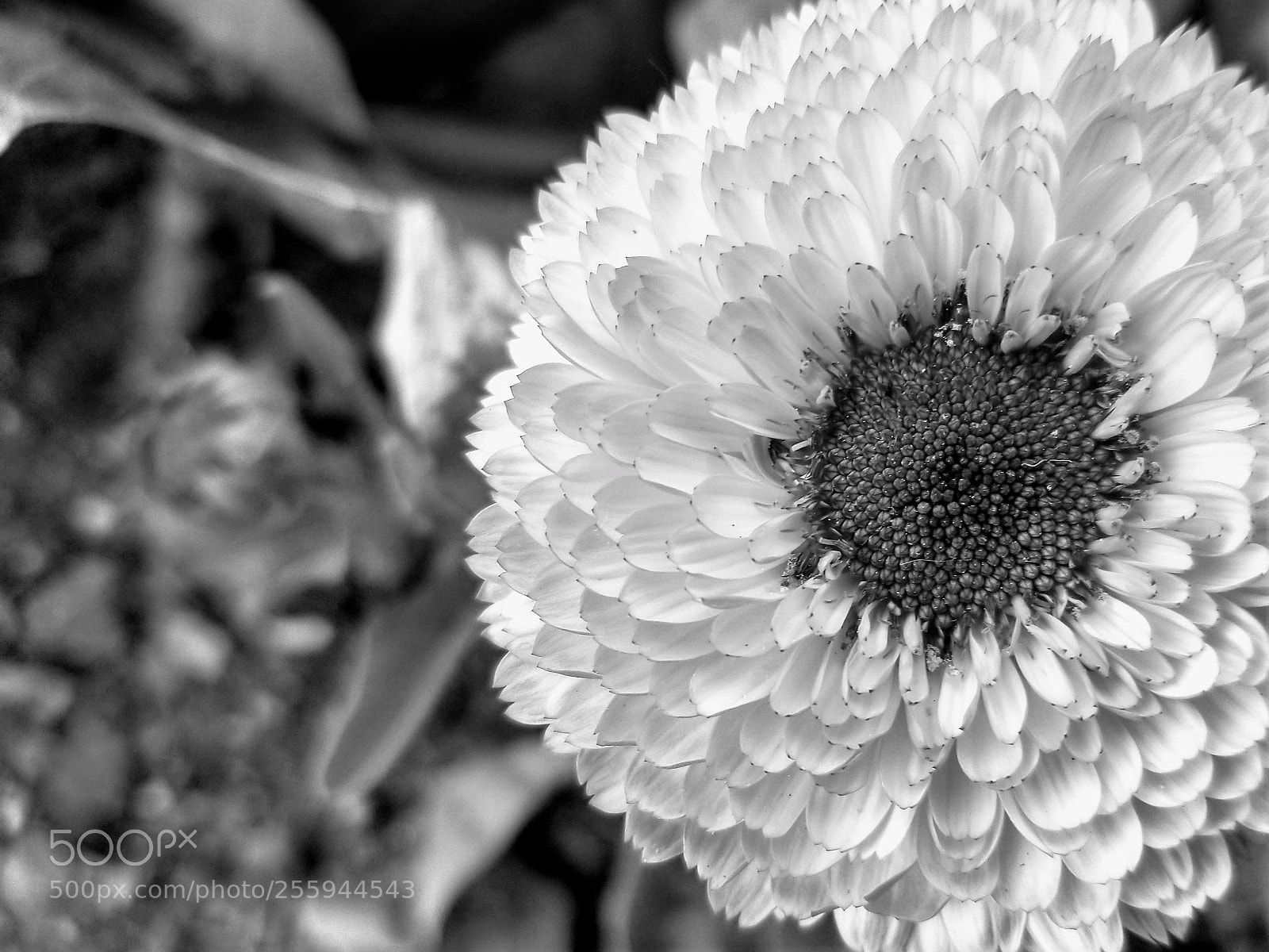 Samsung Galaxy S8 sample photo. Atlanta botanical garden photography