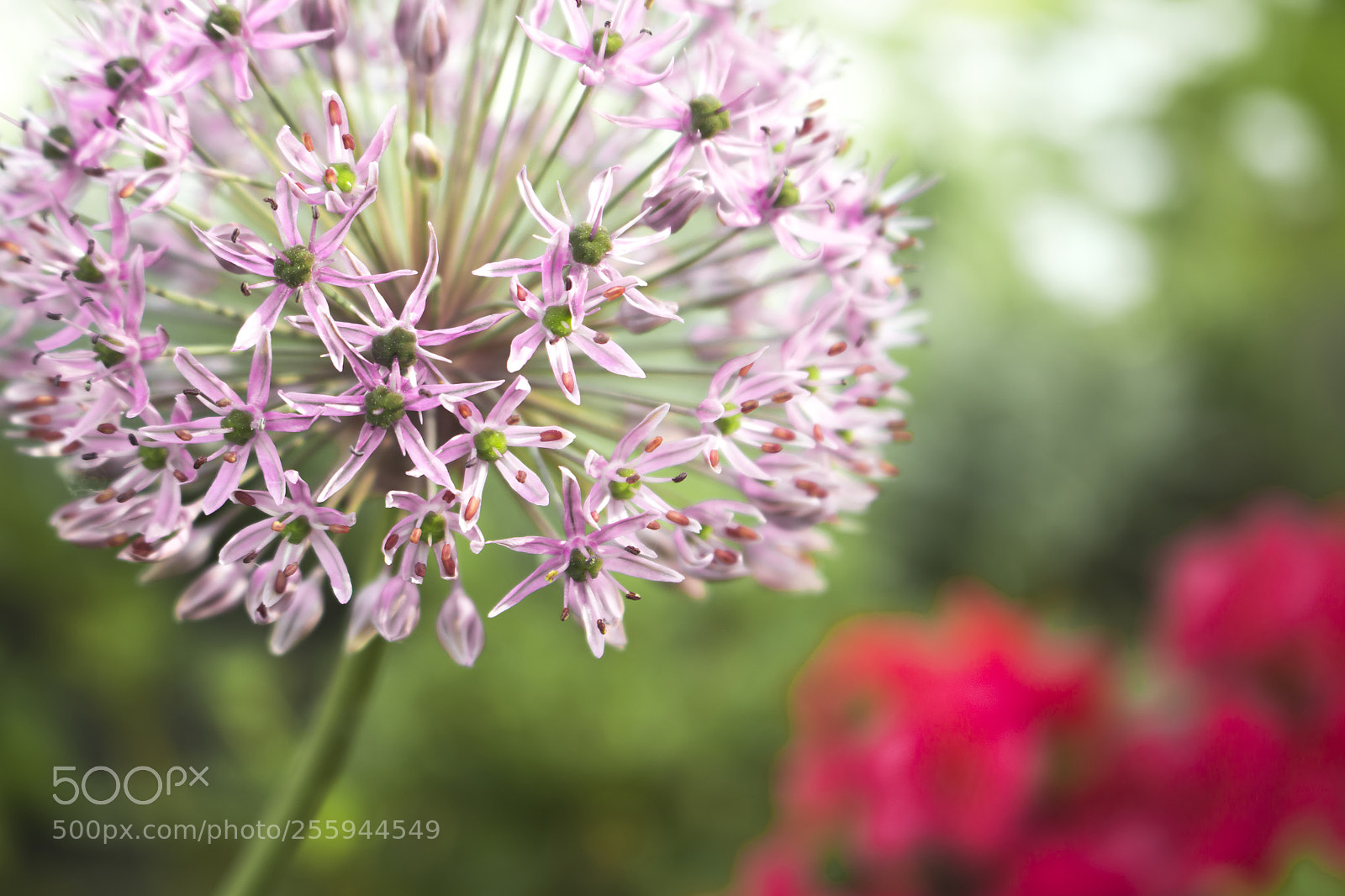 Canon EOS 700D (EOS Rebel T5i / EOS Kiss X7i) sample photo. Summer garden flower photography