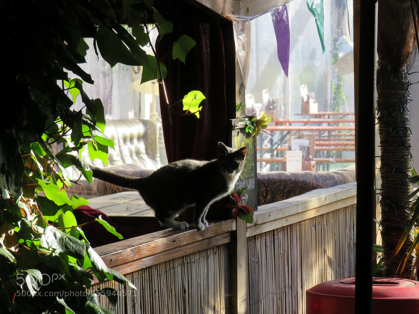 Canon PowerShot SX540 HS sample photo. Pubcat photography