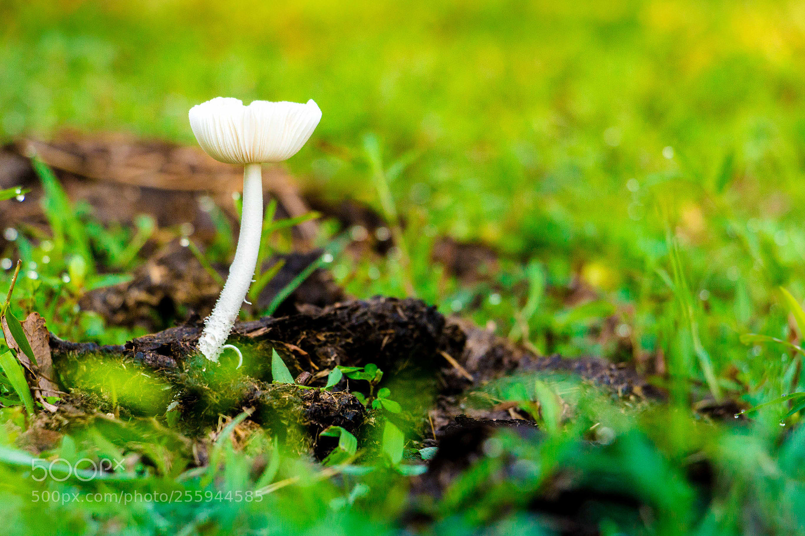 Canon EOS 70D sample photo. Mushroom photography
