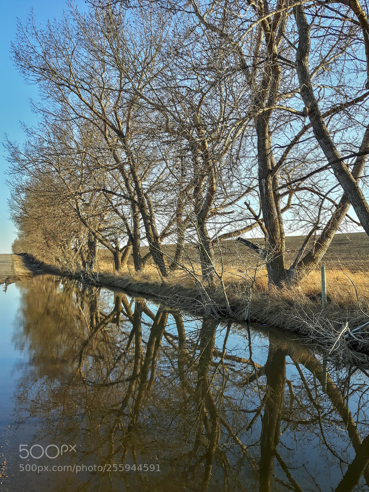 Samsung Galaxy S5 Neo sample photo. Spring tree reflections photography