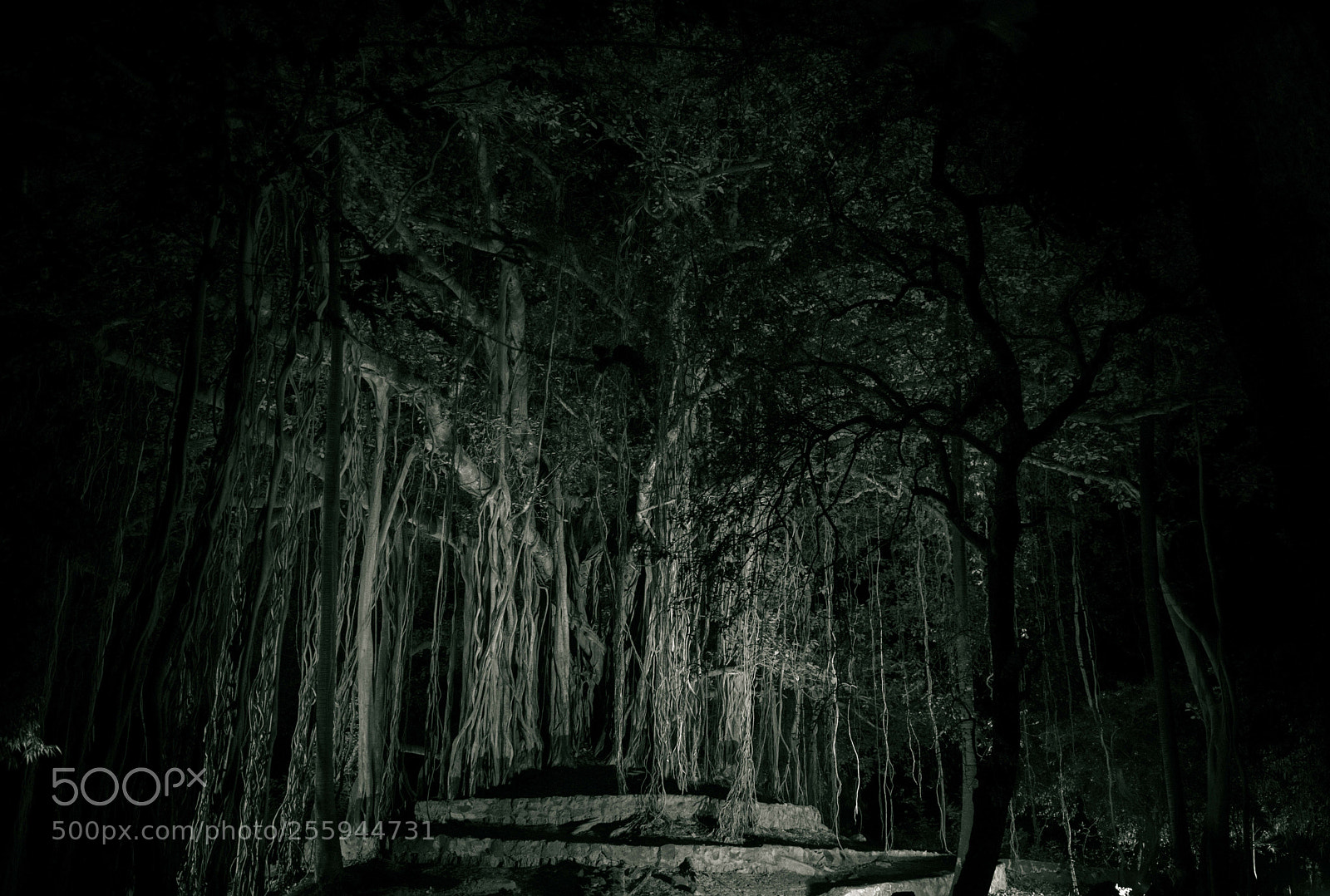 Nikon D5300 sample photo. Dark mistry photography