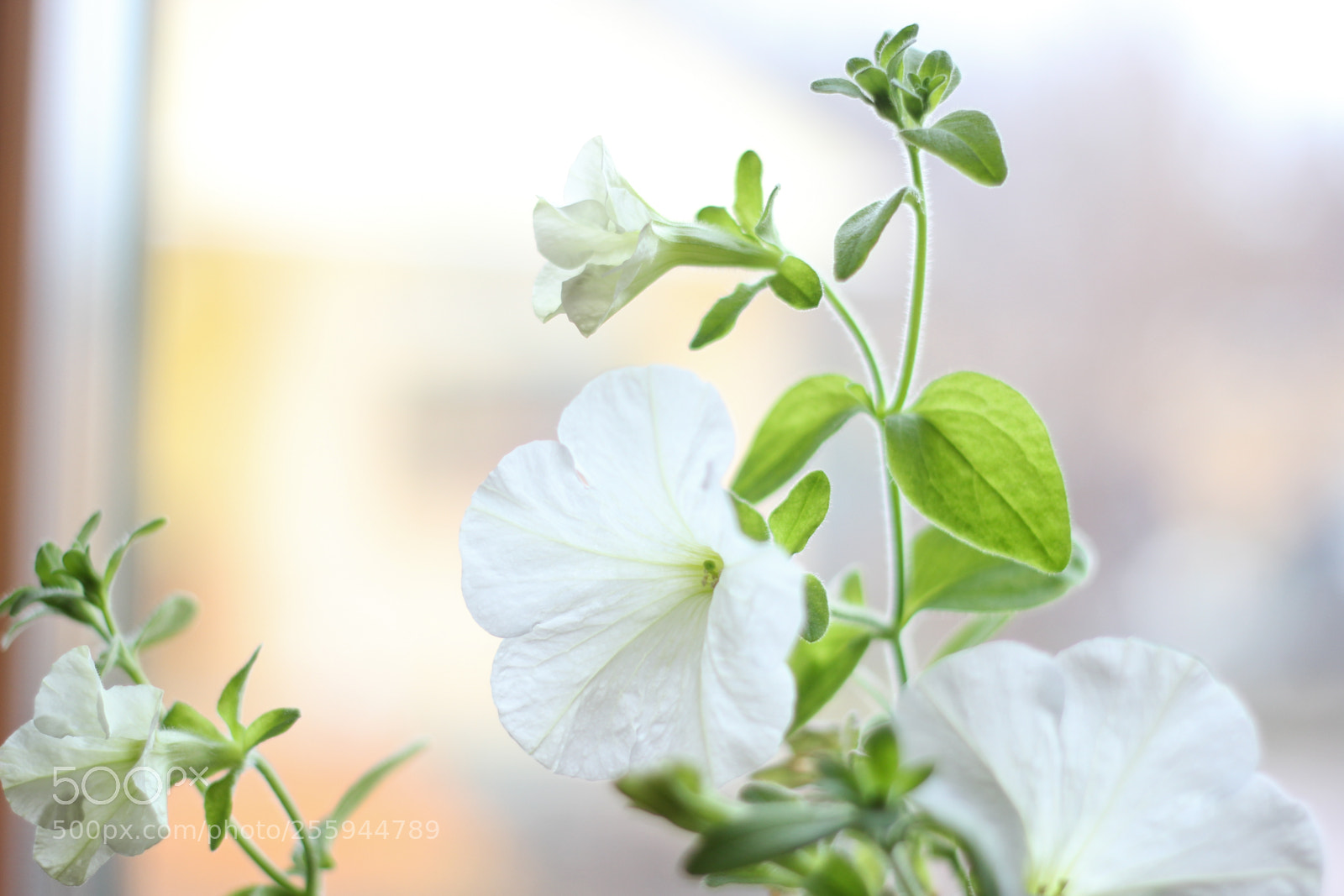 Canon EOS 600D (Rebel EOS T3i / EOS Kiss X5) sample photo. White new born photography
