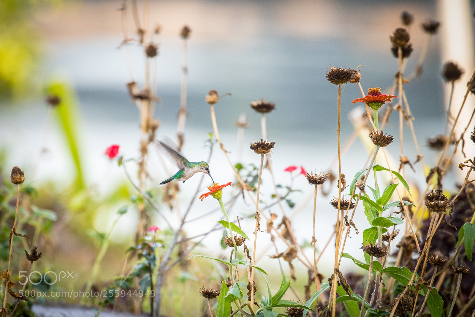 Canon EOS 5D Mark IV sample photo. Humming bird in guyana photography