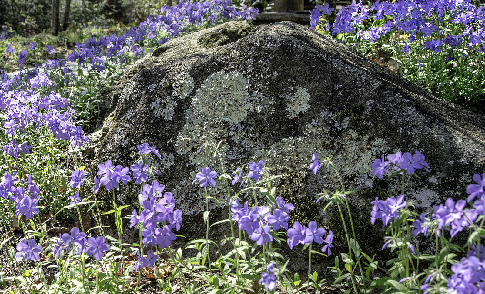 Sony a7R II sample photo. Blue ridge phlox photography