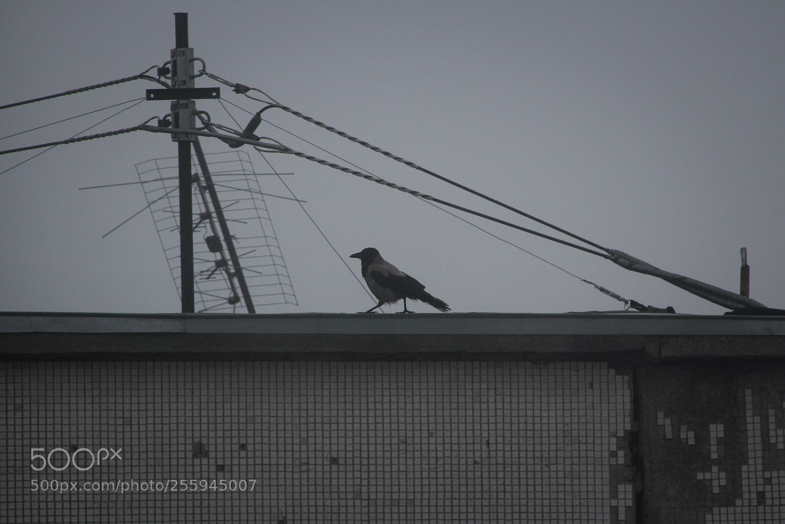 Canon EOS 600D (Rebel EOS T3i / EOS Kiss X5) sample photo. Mistress of the roof photography