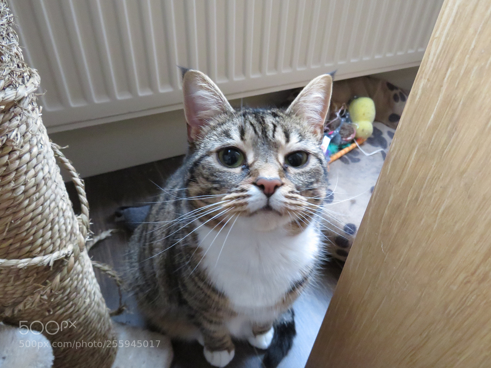 Canon PowerShot SX540 HS sample photo. Caly photography