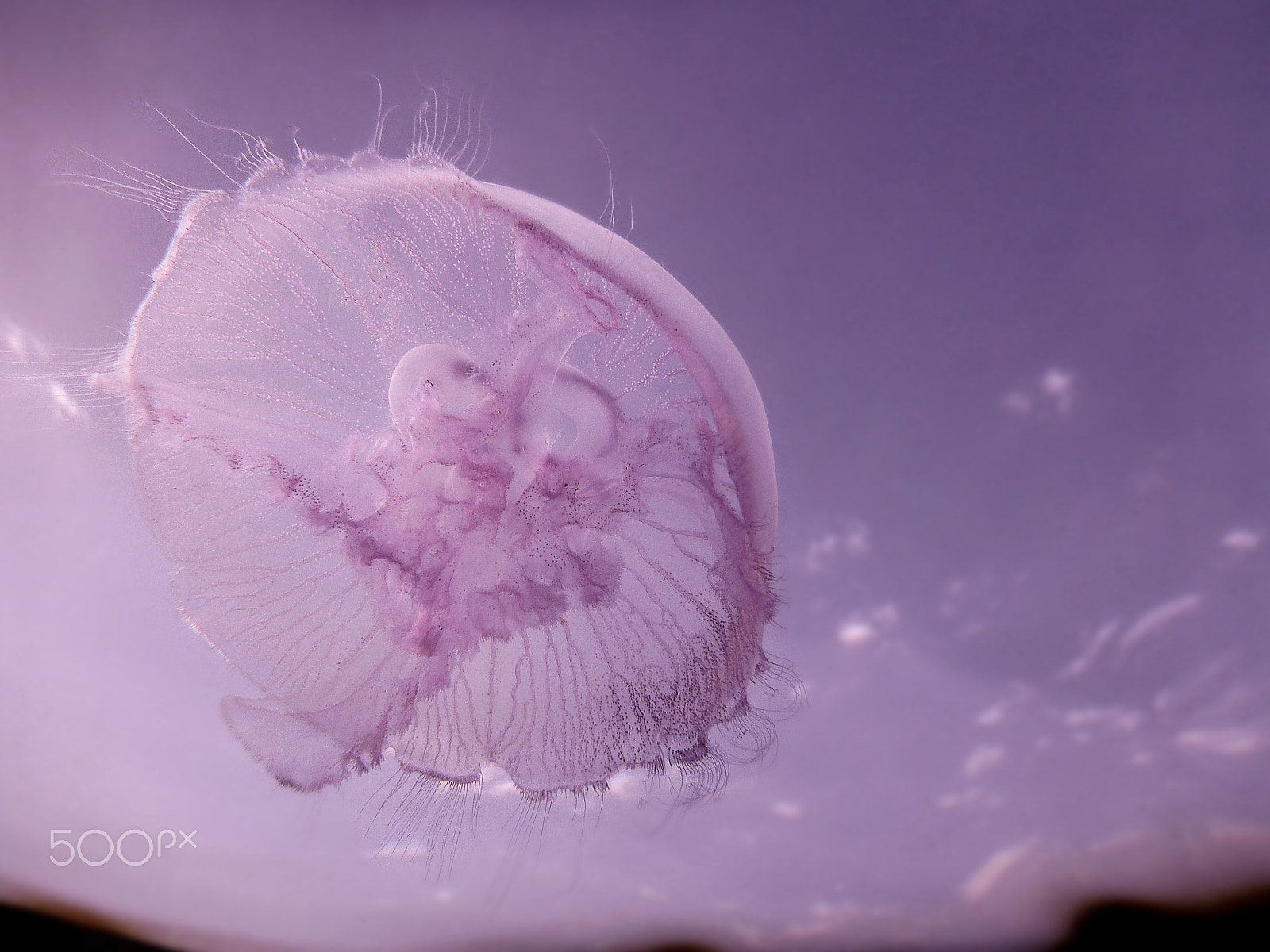 Panasonic DMC-FT4 sample photo. Pink jellyfish photography