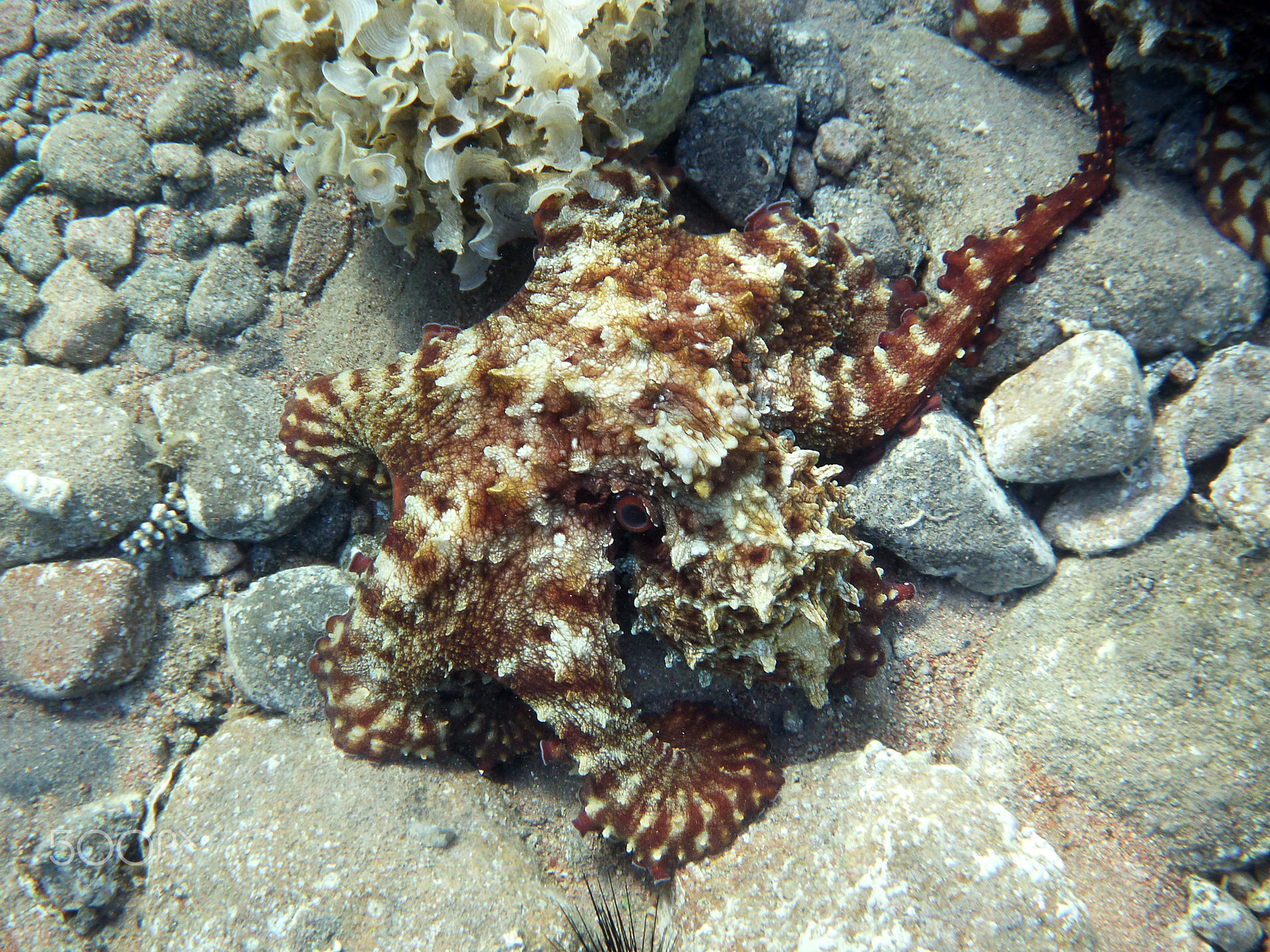 Panasonic DMC-FT4 sample photo. Octopus photography