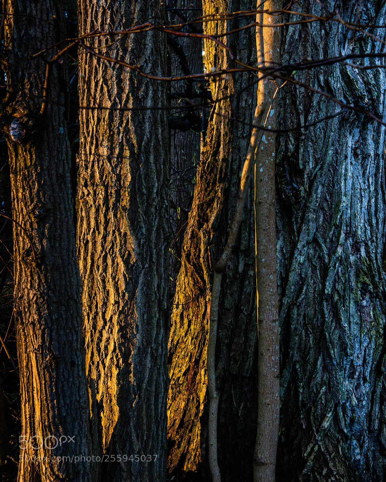 Nikon D810 sample photo. Morning light photography