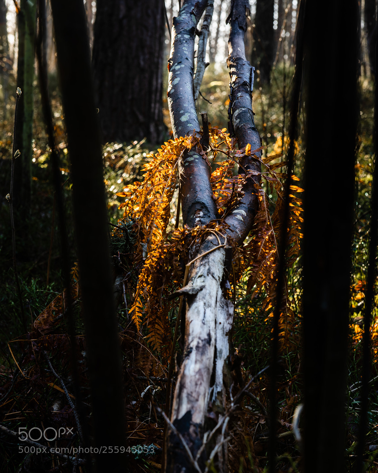 Nikon D810 sample photo. Morning light photography