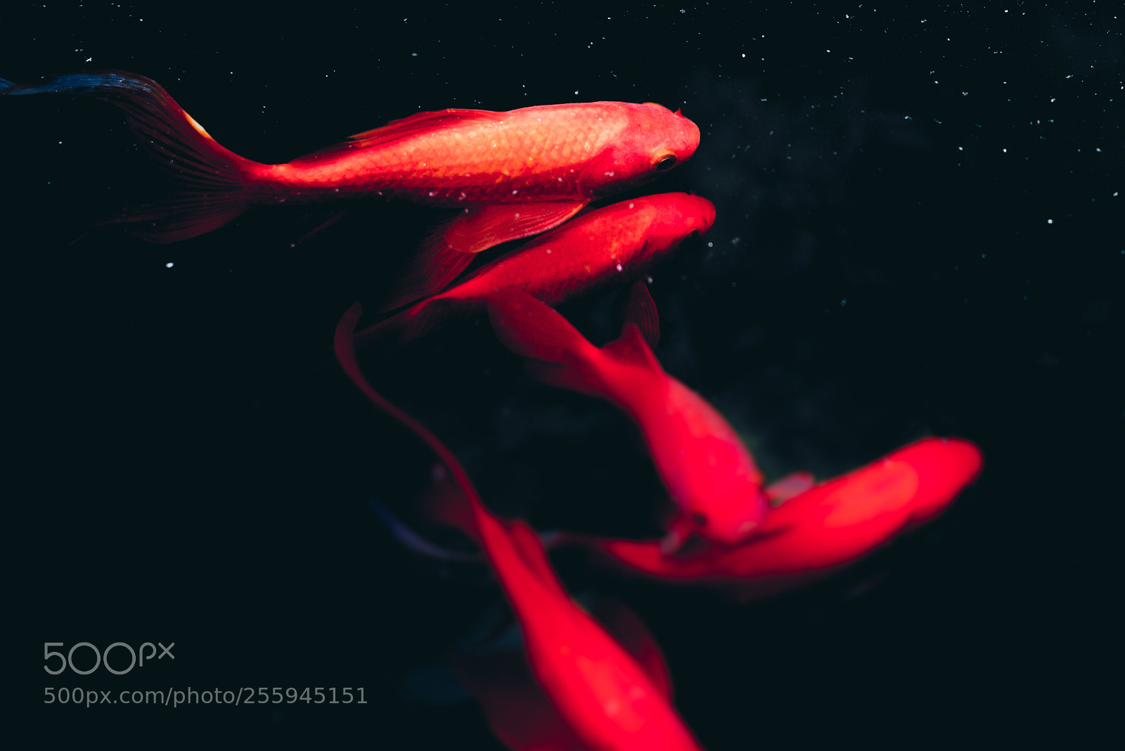 Nikon D610 sample photo. Cosmos photography