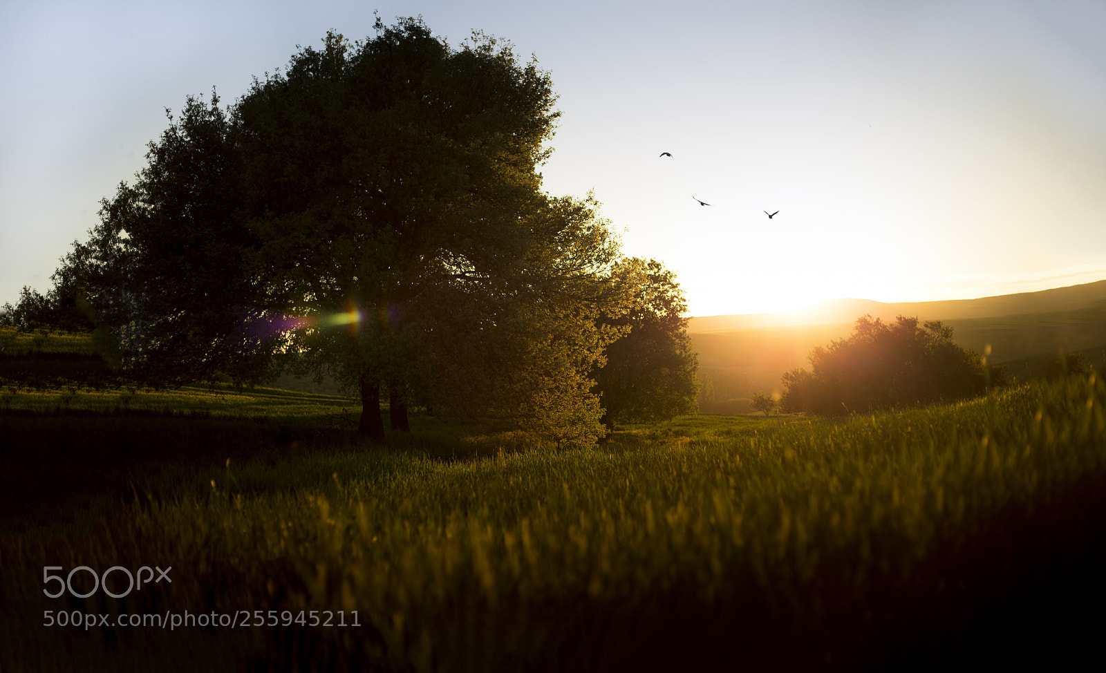 Canon EOS 6D sample photo. Golden hour photography
