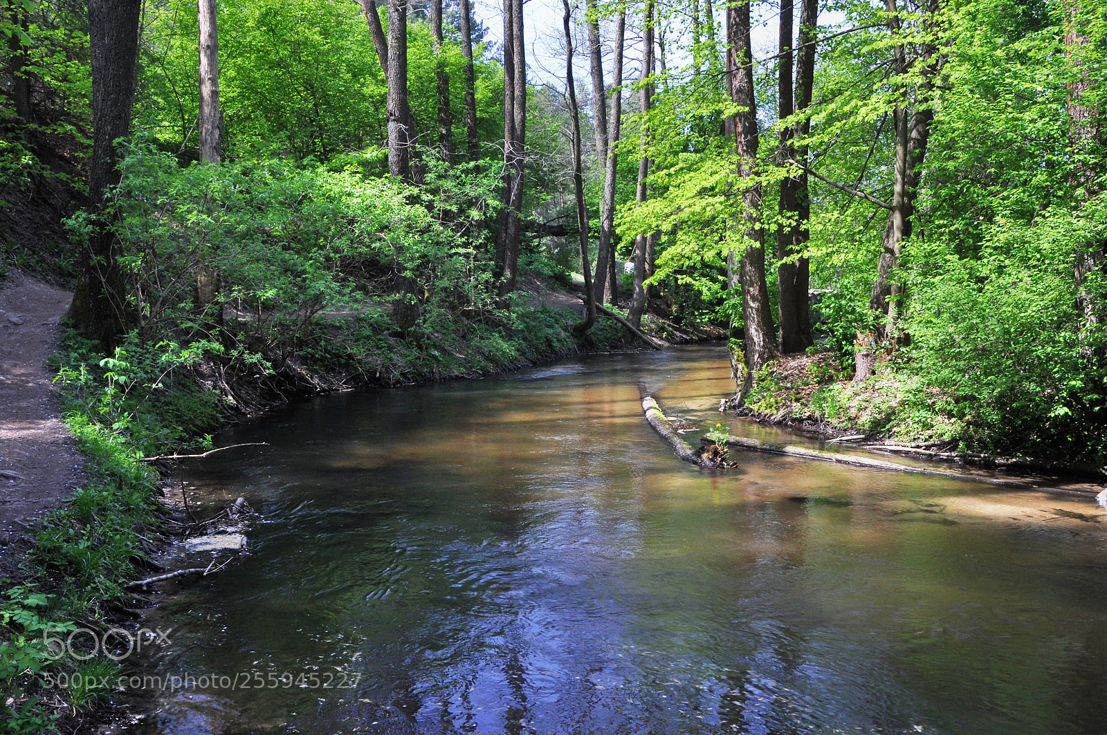 Nikon D90 sample photo. Tanew river 5 photography